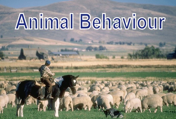 Animal Behaviour
